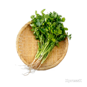 Cilantro-Leaves-1-Bunch.webp