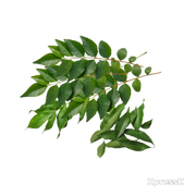 Curry-Leaves.webp