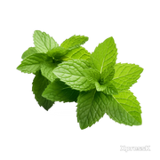 Mint-Leaves-1-bunch.webp